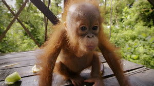 Red Ape: Saving the Orangutan háttérkép