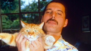 Freddie Mercury - A nagy tettető háttérkép