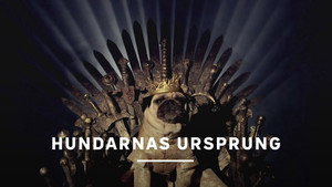 Comment le chien a conquis le monde háttérkép