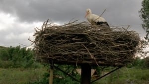 Le Vol des cigognes kép