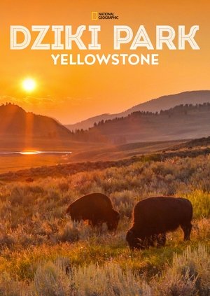 Vad Yellowstone poszter