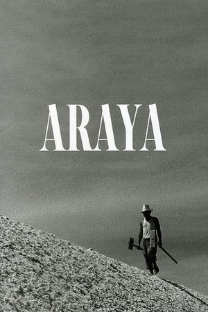 Araya poszter