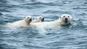 Odyssée sous les glaces háttérkép