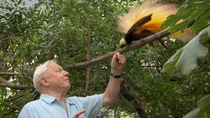 Attenborough paradicsommadarai háttérkép