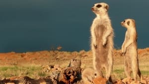 Clan of the Meerkat háttérkép