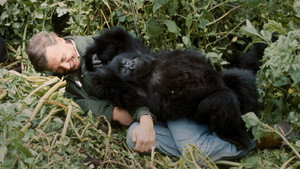 David Attenborough: Gorillák között háttérkép