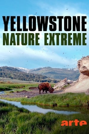 Epic Yellowstone poszter