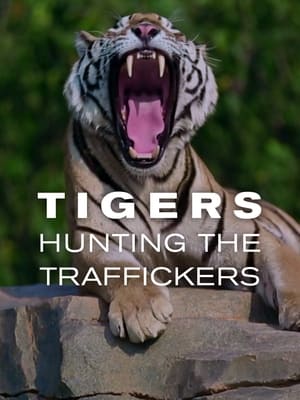 Tigers: Hunting the Traffickers