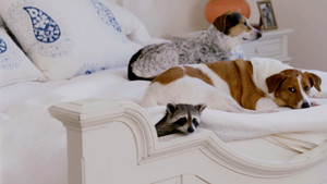 Unlikely Animal Friends kép