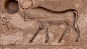 Les animaux sacrés de l'Egypte ancienne háttérkép