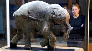 Woolly Mammoth: Secrets from the Ice háttérkép