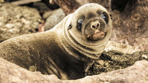 Galapagos Season 1 Ep.2 2. epizód