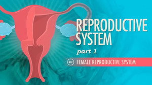 Crash Course Anatomy & Physiology 1. évad Ep.40 40. epizód