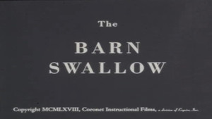 The Barn Swallow háttérkép