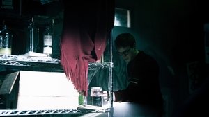Chiroptera háttérkép
