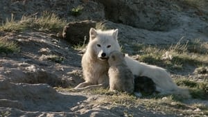 White Wolves: Ghosts of the Arctic háttérkép