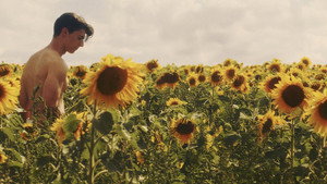 Sunflower háttérkép