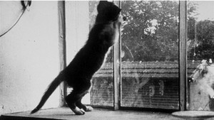 Le chat qui joue háttérkép