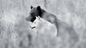 Une année parmi les loups háttérkép