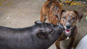 Unlikely Animal Friends 3. évad Ep.4 4. epizód