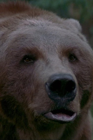 Bart The Bear profil kép