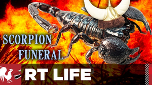 RT Life Season 6 Ep.3 3. epizód