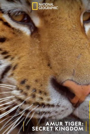 Tigre de Sibérie, seigneur sans frontières poszter