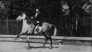 Cheval de haute école, II háttérkép