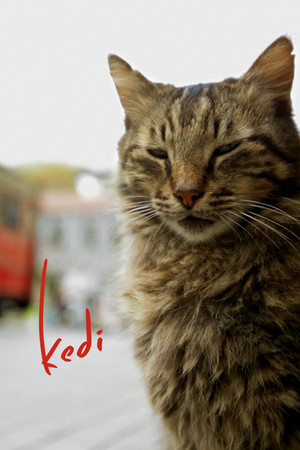 Kedi - Isztambul macskái