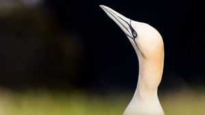 Wild Shetland: Scotland's Viking Frontier háttérkép