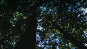 Burned: Are Trees the New Coal? háttérkép