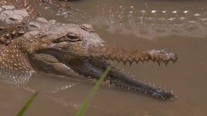 72 Dangerous Animals: Australia 1. évad Ep.1 1. epizód