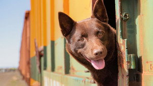 Koko: A Red Dog Story háttérkép