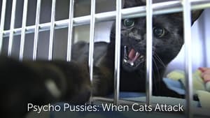 Psycho Pussies: Mad Cat Attacks háttérkép