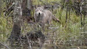 Wolf háttérkép