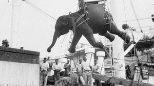 La Tragique Histoire de Fritz l'éléphant háttérkép