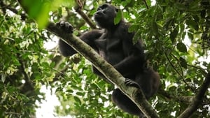 Gorillas of Gabon háttérkép