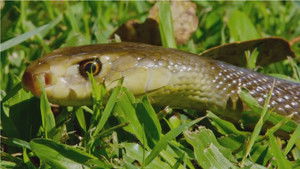 Snake Island: Wild & Deadly háttérkép
