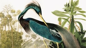 Birds of America háttérkép