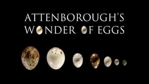 Attenborough's Wonder of Eggs háttérkép