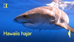 Hawaii cápái háttérkép