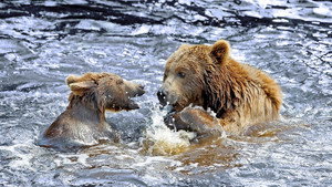 Wild Alaska háttérkép