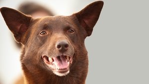 Koko: A Red Dog Story háttérkép
