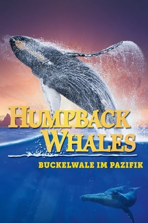 Humpback Whales poszter