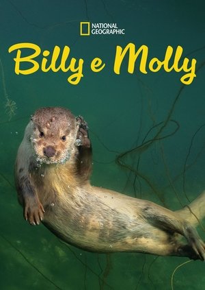 Billy és Molly: Egy vidraszerelem története poszter