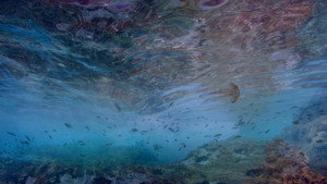 Life in the Blue háttérkép