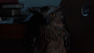 Anatomi Burung Hantu háttérkép