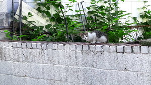 New York Cat Crisis háttérkép