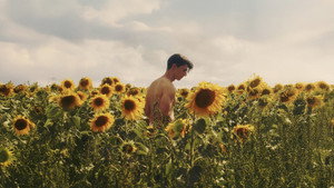 Sunflower háttérkép