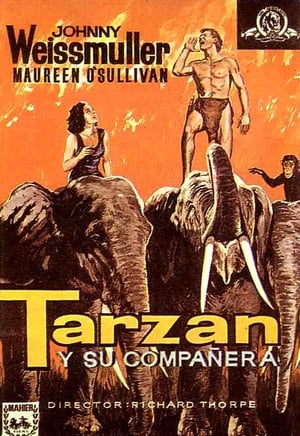 Tarzan és asszonya poszter